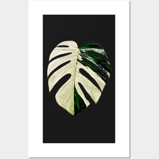 MONSTERA MINT VARIEGATED Posters and Art